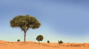 الغاف.. ملكةُ الرمل وظلُّ الذاكرة العربية